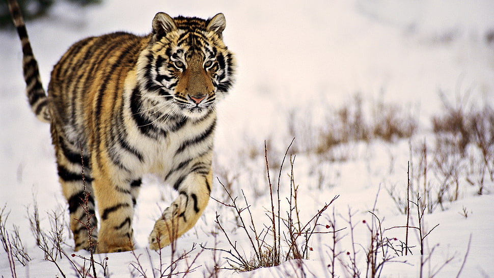 Tiger walking on snowy ground HD wallpaper